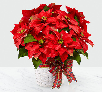 Happiest Holidaysâ?¢ Poinsettia
